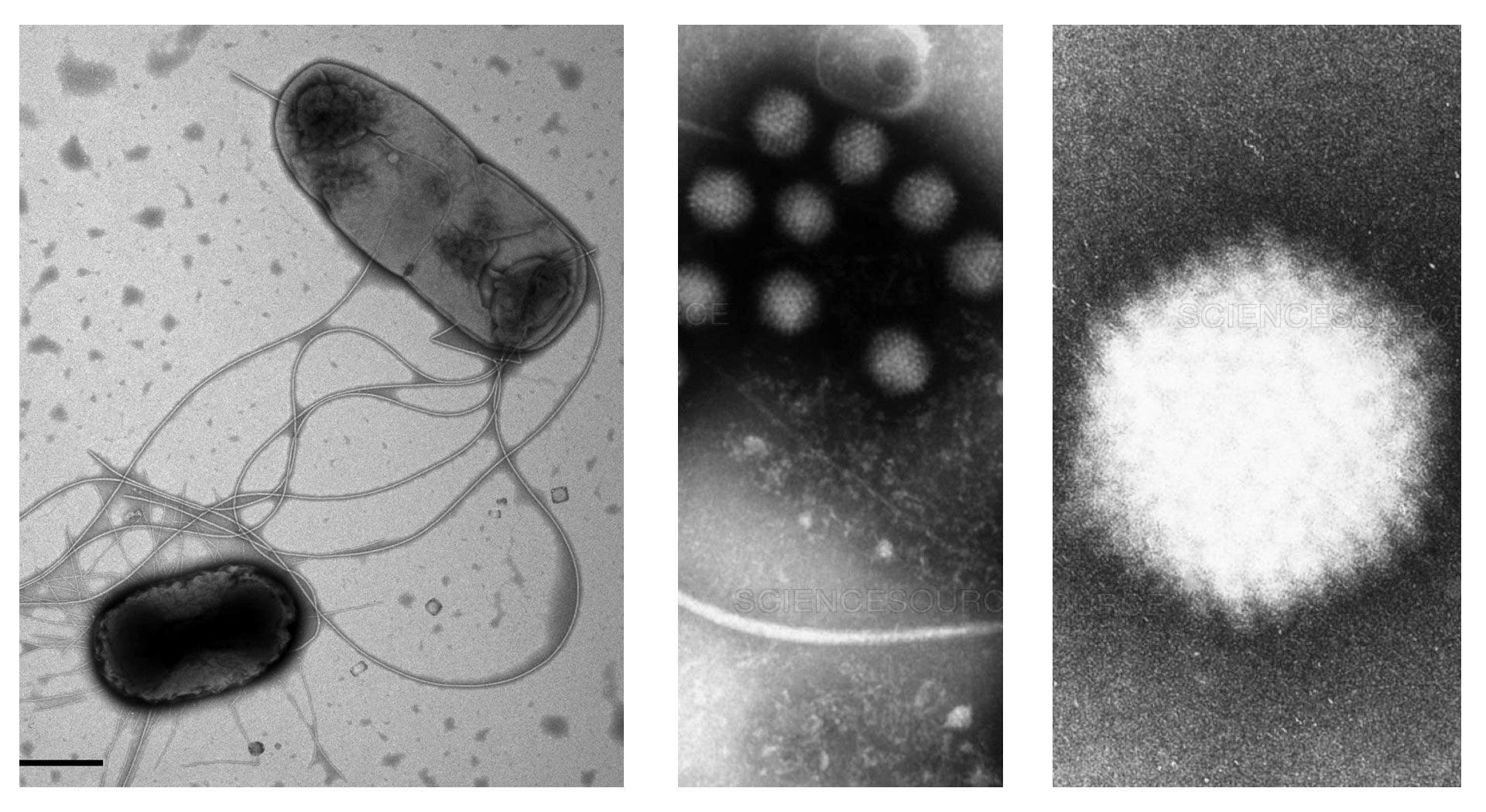 micro/macro biology