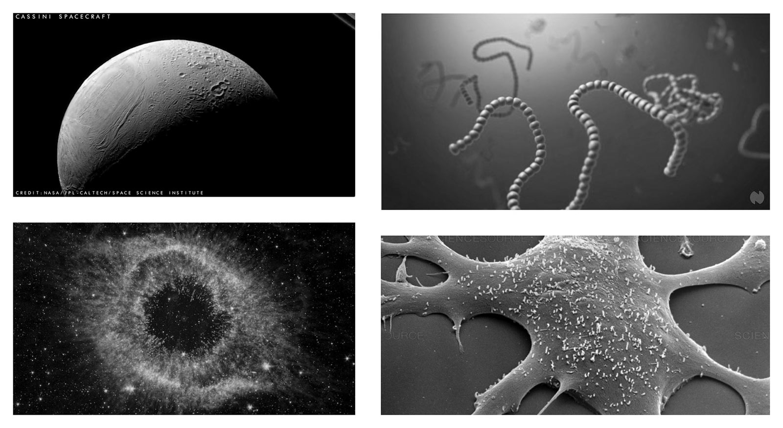 micro/macro biology