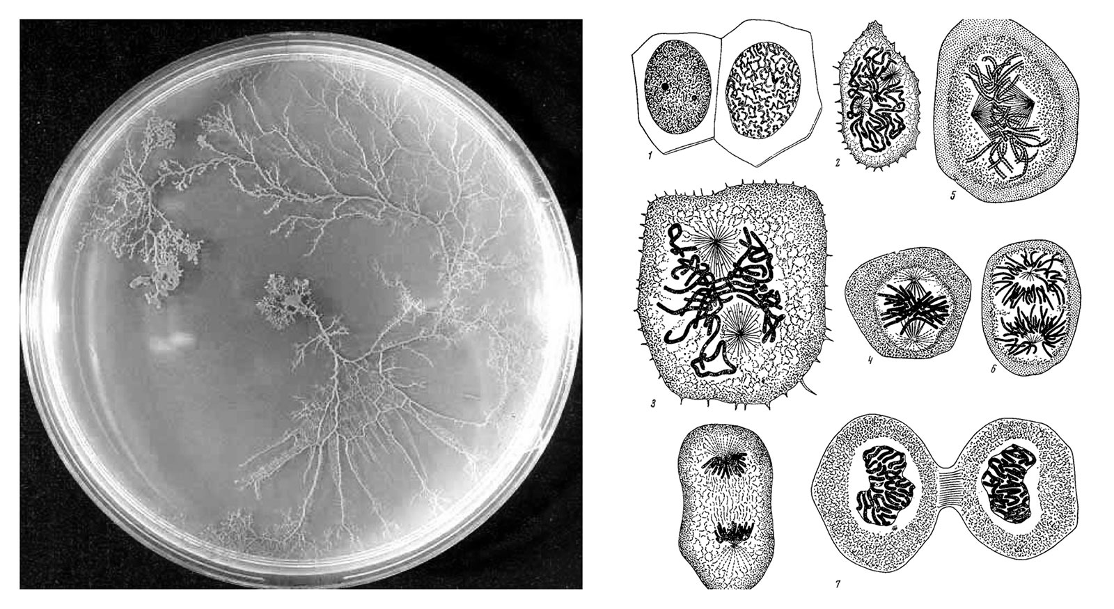 micro/macro biology