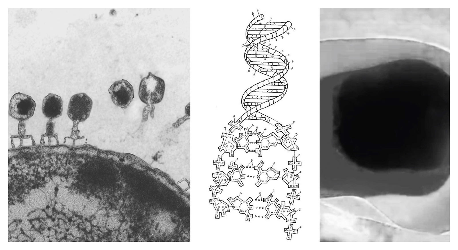 micro/macro biology