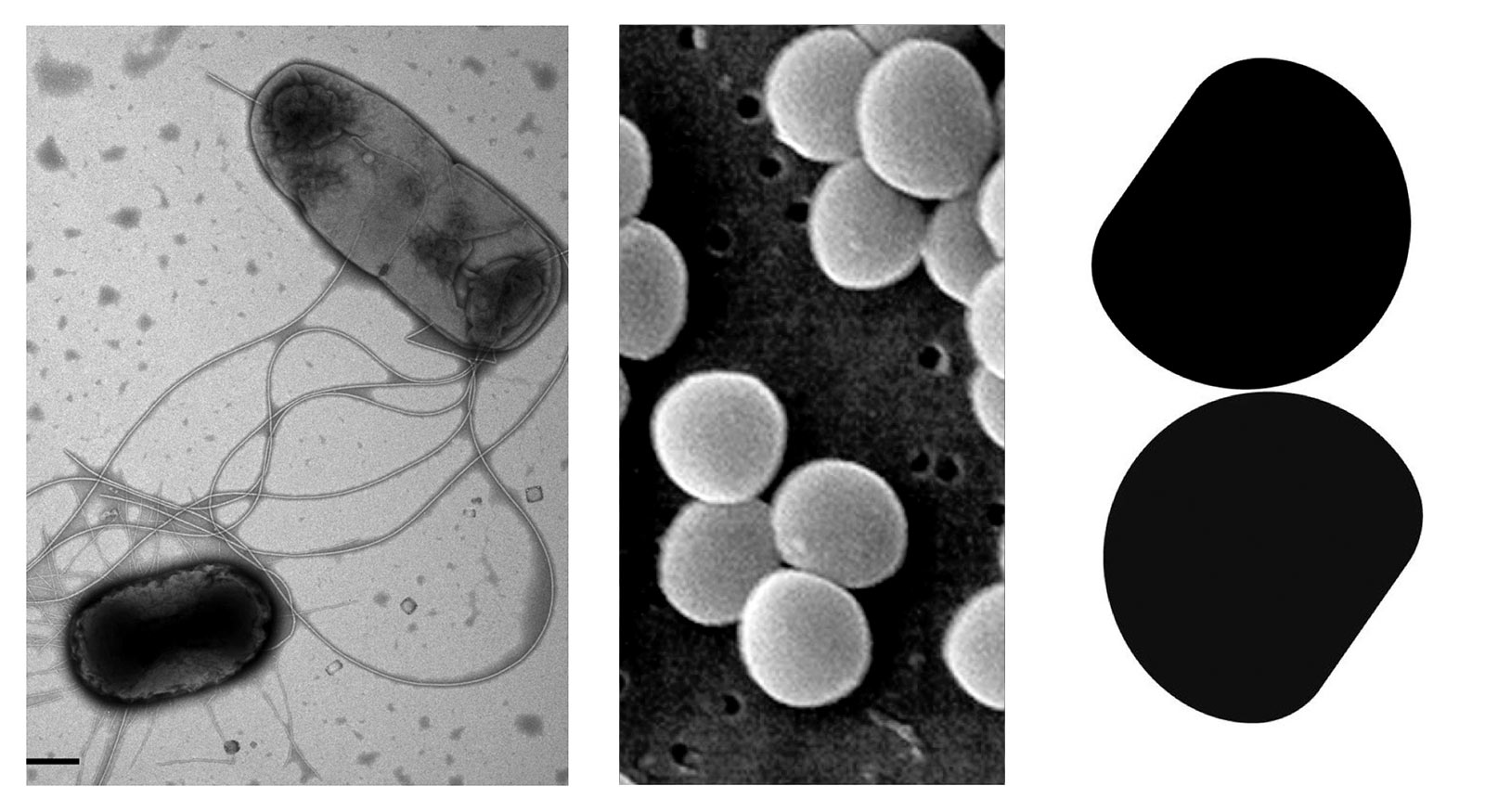 micro/macro biology