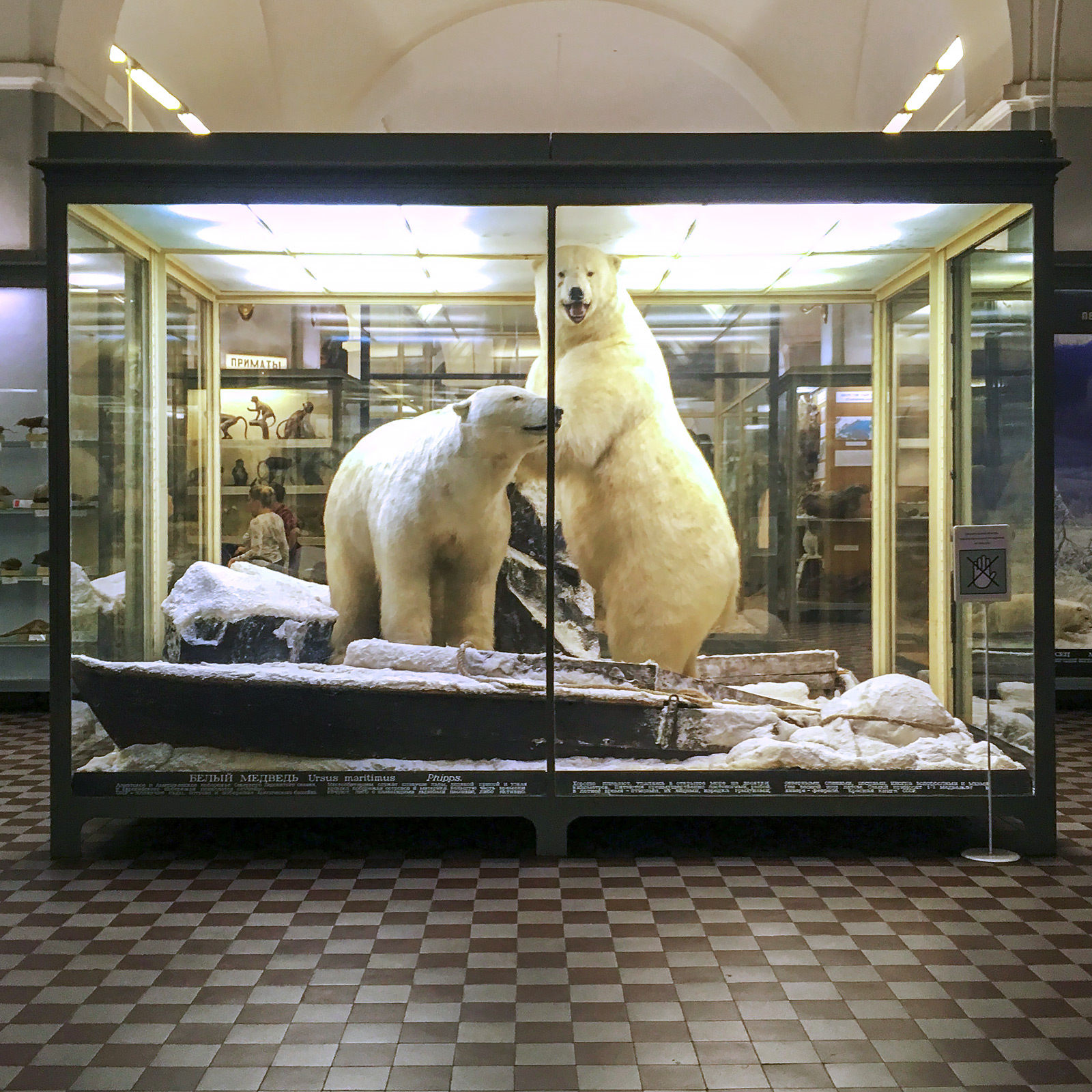 Specimens – Zoological Museum St Petersburg
