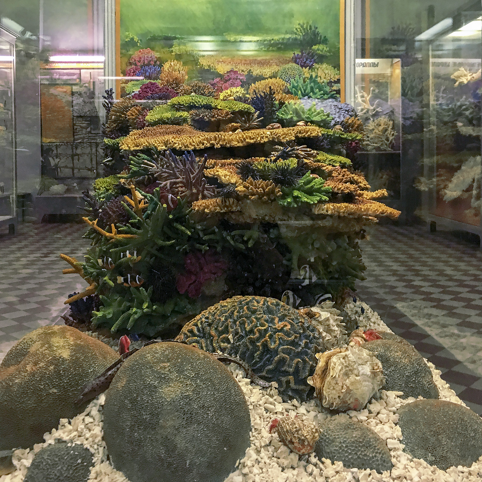 Specimens – Zoological Museum St Petersburg
